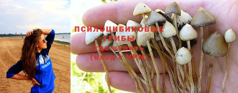 KRAKEN сайт  Новосиль  нарко площадка клад  Псилоцибиновые грибы Cubensis 